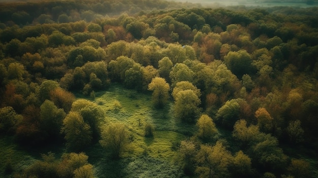 Une forêt avec des arbres et un champ vert