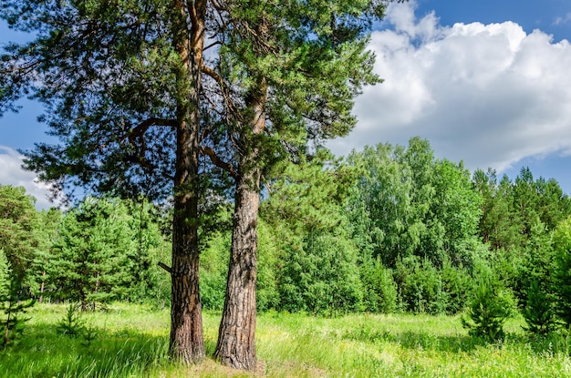 Une forêt avec des arbres et un ciel bleu