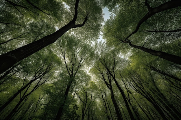 Une forêt avec des arbres et du ciel en arrière-plan