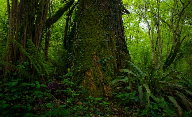 forêt avec des arbres entourés de mousse