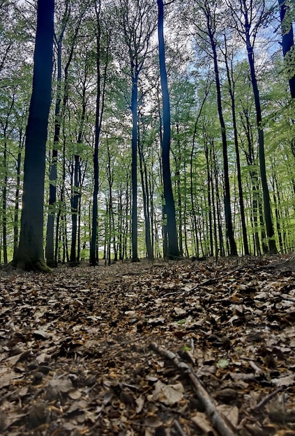 Une forêt avec des arbres et des feuilles au sol