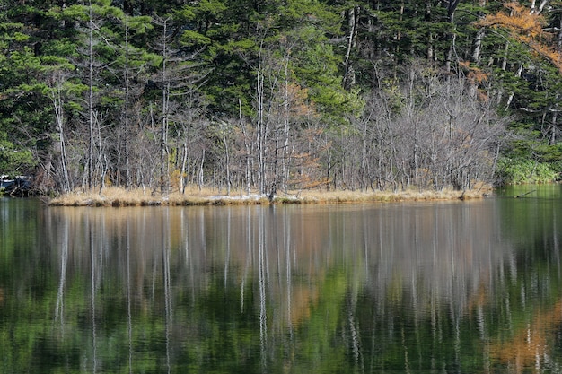 Forêt d&#39;arbres à feuilles vertes naturelles avec reflet sur l&#39;étang de Myojin.