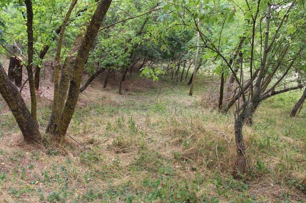 Une forêt avec des arbres et de l'herbe