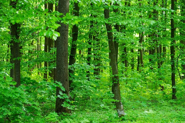 Forêt arbres nature bois vert lumière du soleil arrière-plan