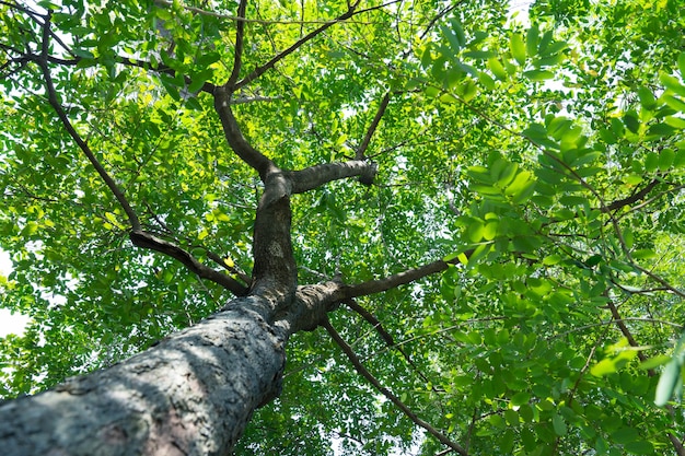 forêt arbres nature bois vert