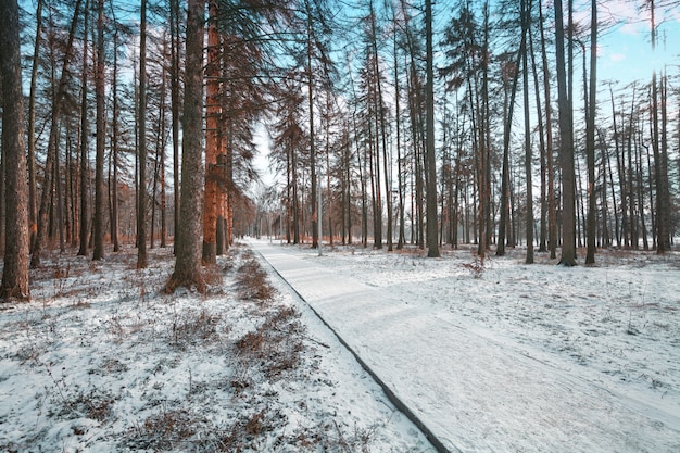 Forêt arbres nature neige