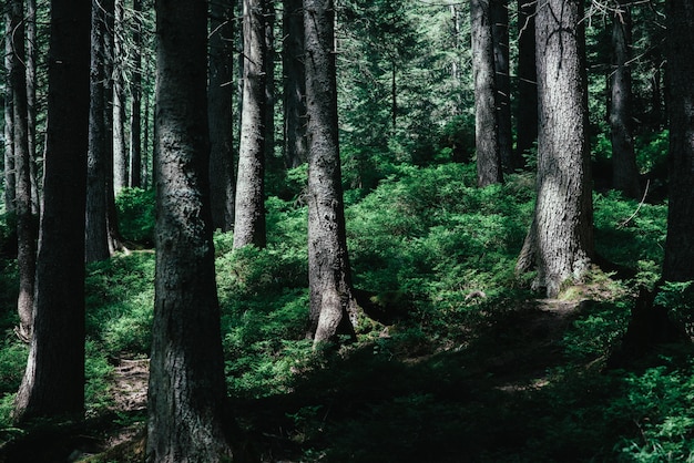 Forêt arbres nature vert bois au soleil