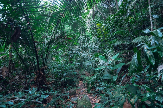 forêt, arbres, nature