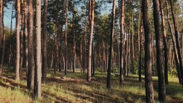 Une forêt avec des arbres et un panneau qui dit "forêt"