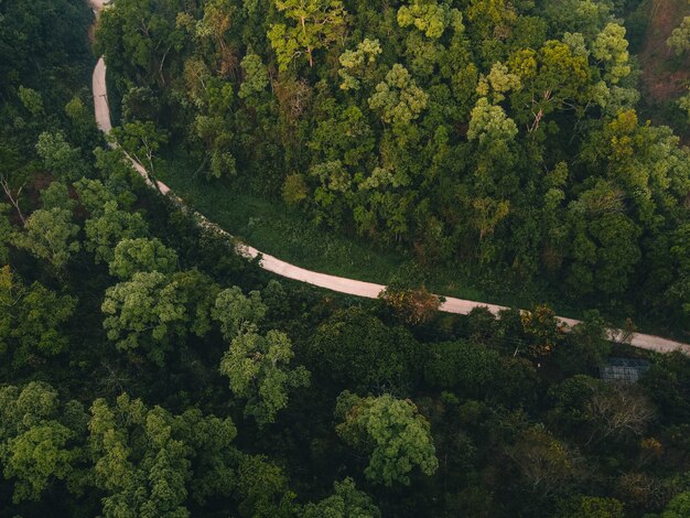 Forêt, arbres et routes vertes dans la campagne du soir d'en haut