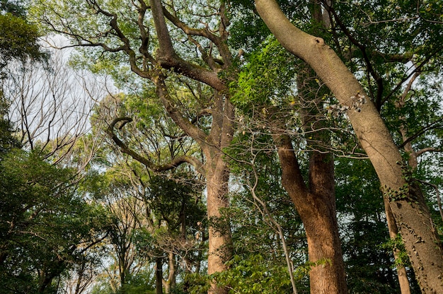 Forêt avec des arbres se bouchent