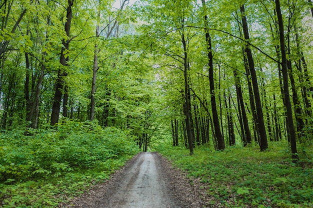 forêt d'arbres avec sentier