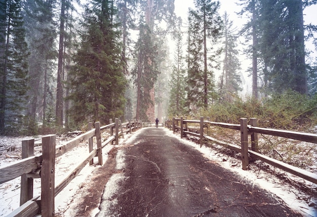 La forêt d'arbres de séquoia géant couverte de snowe