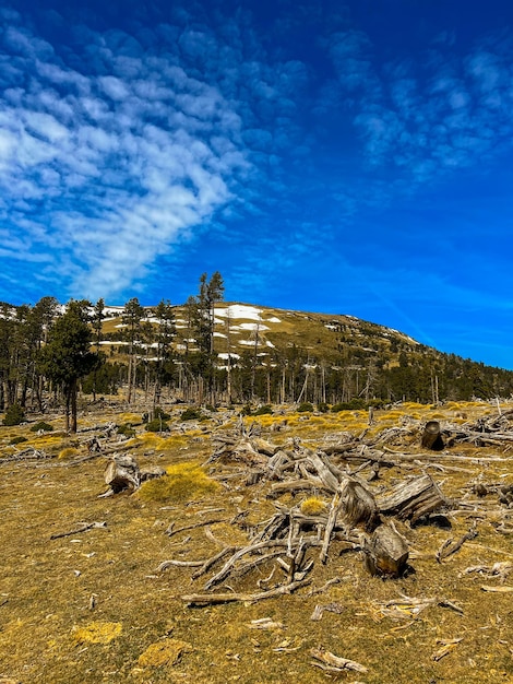 Photo forêt avec arbres tombés secs et ciel avec nuages