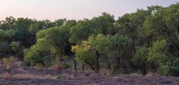 forêt d'arbres turang