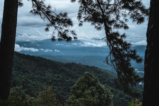 Forêt et arbres verts après la pluie