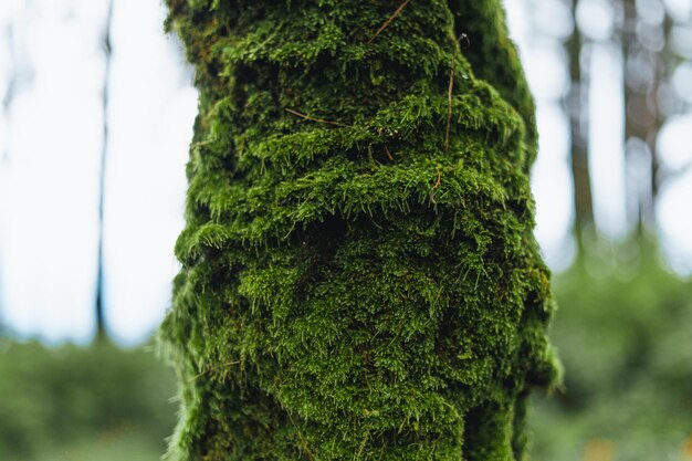 Forêt et arbres verts après la pluie