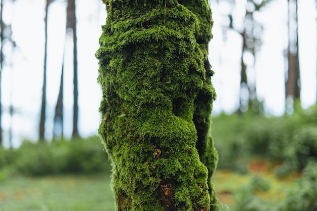 Forêt et arbres verts après la pluie