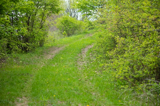 Forêt d'arbres verts et route