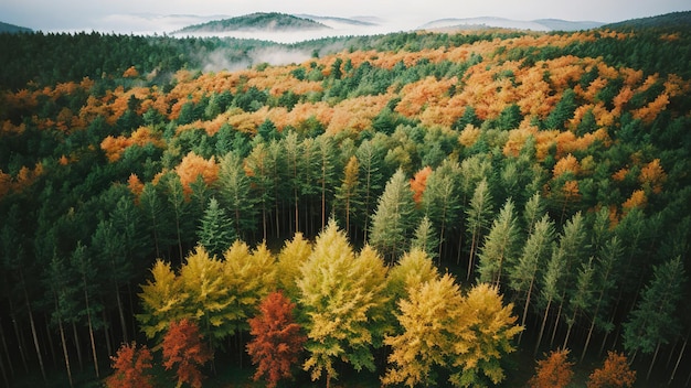 Forêt d'arbres vue de dessus