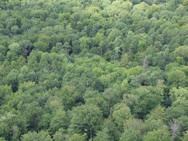 Forêt d'arbres