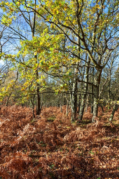 Forêt d'Ashdown par une journée d'automne ensoleillée