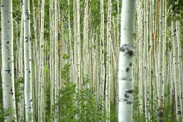 Forêt d'Aspen