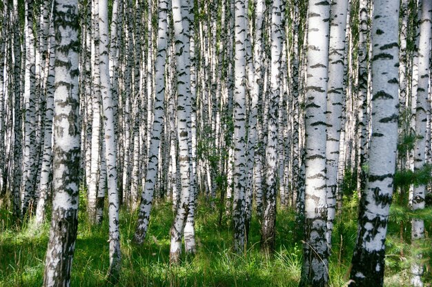 Photo forêt d'aspen