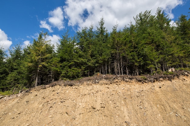 Forêt au bord de la colline effondrée