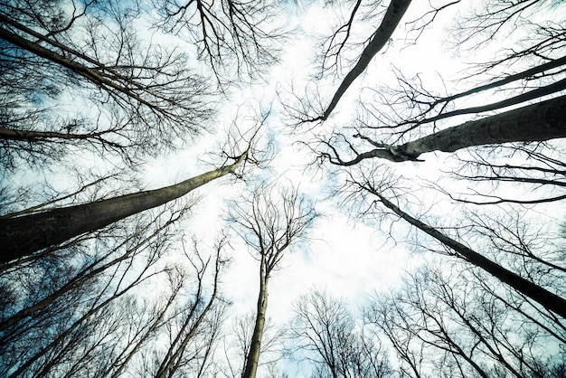 Forêt au début du printemps