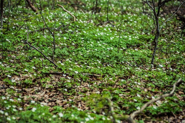 Forêt au début du printemps