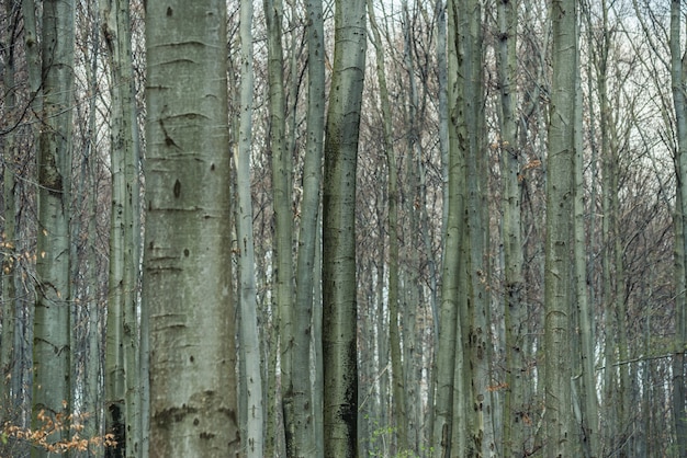 Forêt au début du printemps