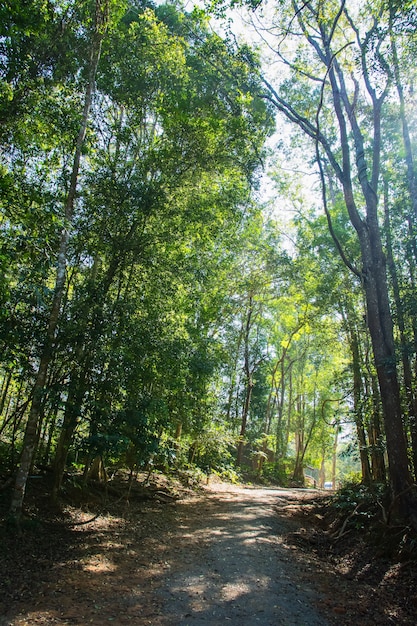 Forêt au parc national de Khao Yai.