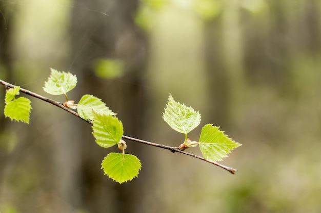 Forêt au printemps forêt de bouleaux les bouleaux deviennent vert éveil nature protection de l'environnement lieu écologique matériau naturel lieu de marche faune