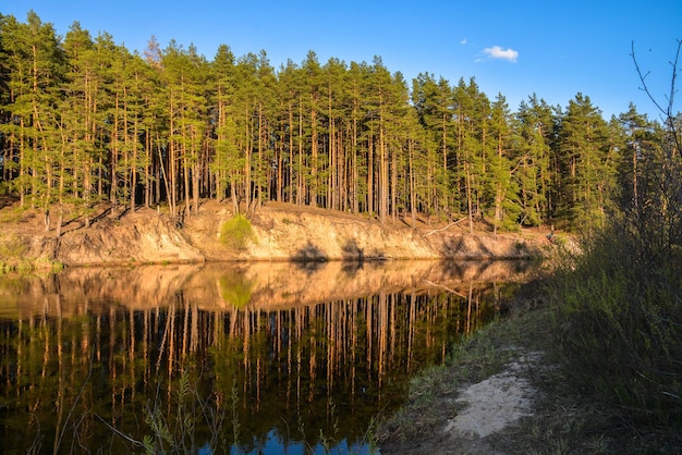 forêt au printemps