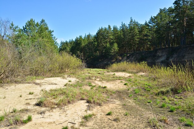 forêt au printemps