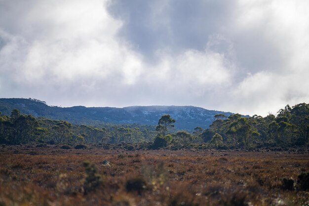 Forêt australienne dans les hautes terres avec des plantes indigènes