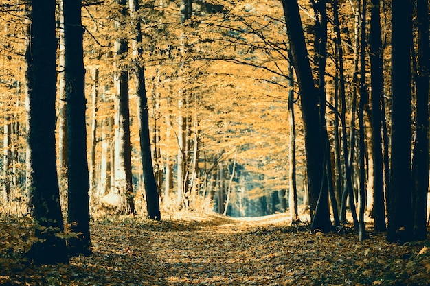 Forêt automnale dorée avec des rayons de soleil