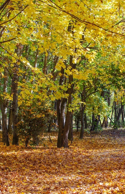 Forêt automnale dorée avec des rayons de soleil