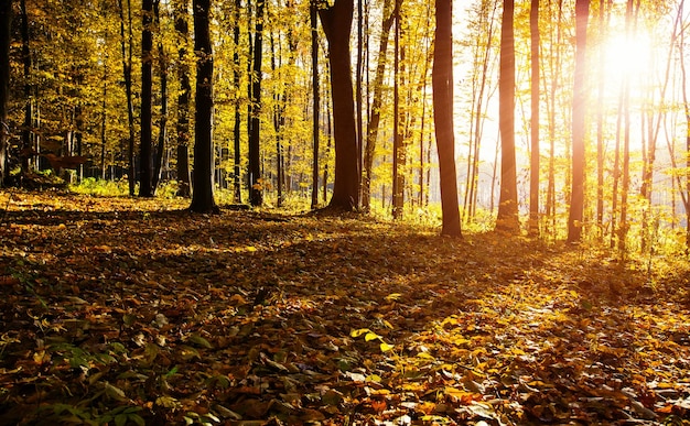 Forêt automnale dorée avec des rayons de soleil