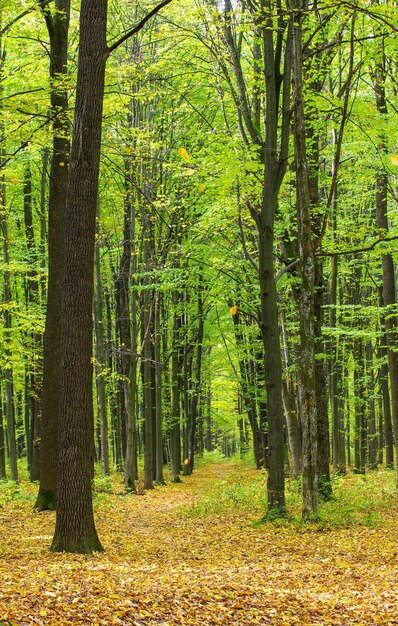 Forêt automnale dorée avec des rayons de soleil