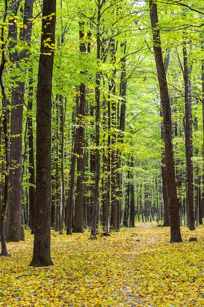 Forêt automnale dorée avec des rayons de soleil