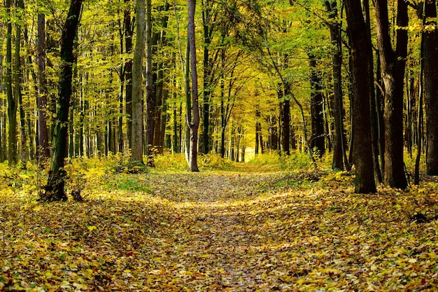 Forêt automnale dorée avec des rayons de soleil