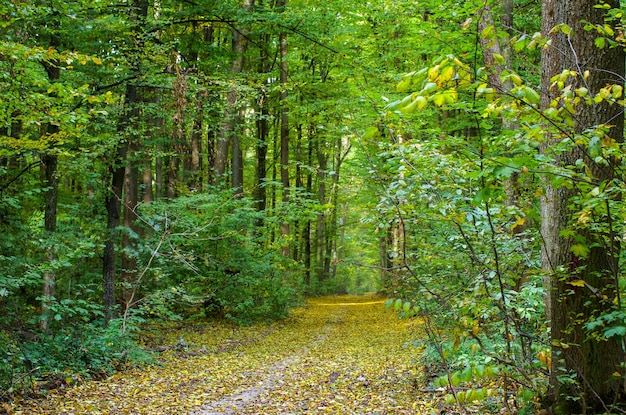 Forêt automnale dorée avec des rayons de soleil