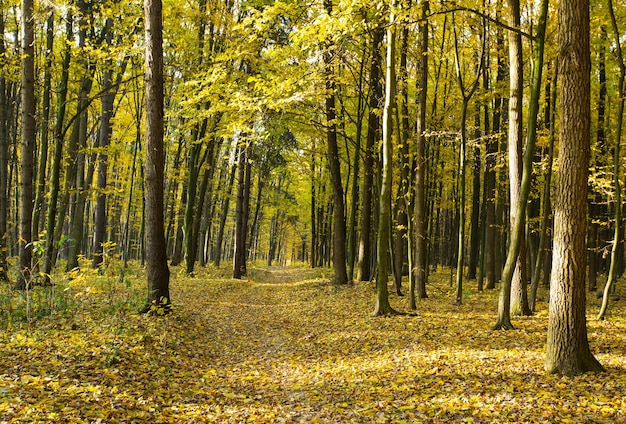 Forêt automnale dorée avec des rayons de soleil