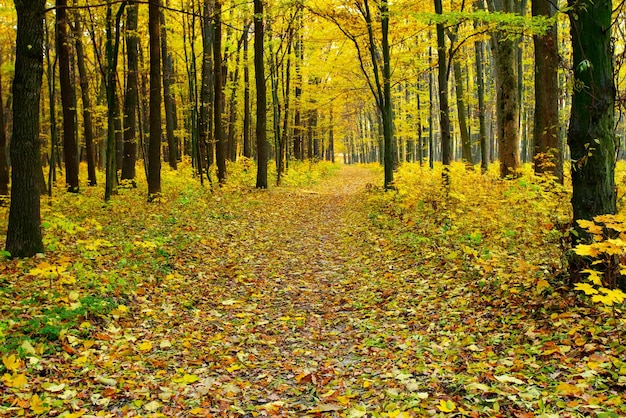 Forêt automnale dorée avec des rayons de soleil