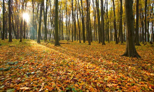 Forêt automnale dorée avec des rayons de soleil