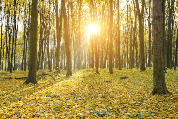 Forêt automnale avec rayons de soleil