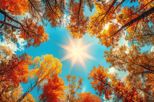 Forêt d'automne avec des arbres aux couleurs vives et un ciel ensoleillé