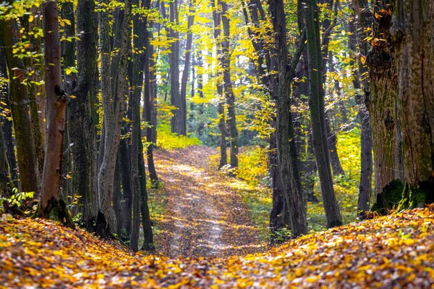 Forêt d'automne avec des arbres colorés et une route couverte de feuilles tombées. Beauté dans la nature